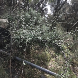 Cotoneaster pannosus at Jerrabomberra, ACT - 18 Aug 2022