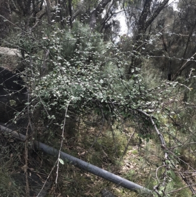 Cotoneaster pannosus (Cotoneaster) at Mount Mugga Mugga - 18 Aug 2022 by Tapirlord