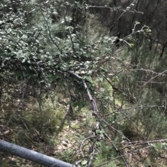 Cotoneaster pannosus at Jerrabomberra, ACT - 18 Aug 2022 11:05 AM