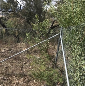 Acacia rubida at Jerrabomberra, ACT - 18 Aug 2022