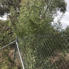 Acacia rubida at Jerrabomberra, ACT - 18 Aug 2022