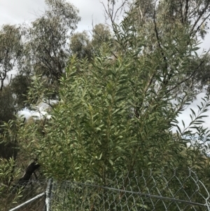 Acacia rubida at Jerrabomberra, ACT - 18 Aug 2022