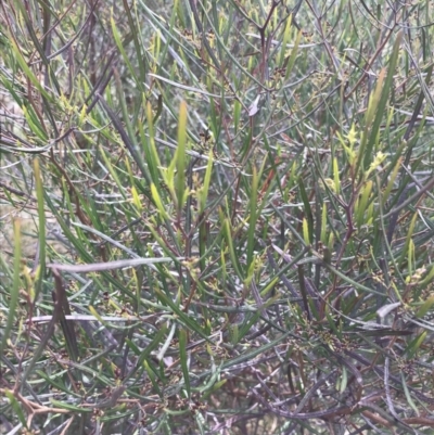 Dodonaea viscosa subsp. angustissima (Hop Bush) at Jerrabomberra, ACT - 18 Aug 2022 by Tapirlord