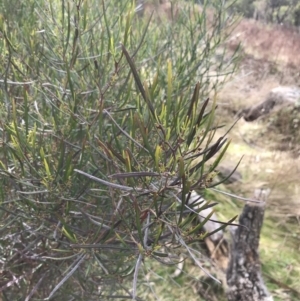 Dodonaea viscosa subsp. angustissima at Jerrabomberra, ACT - 18 Aug 2022 10:53 AM