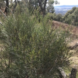 Dodonaea viscosa subsp. angustissima at Jerrabomberra, ACT - 18 Aug 2022