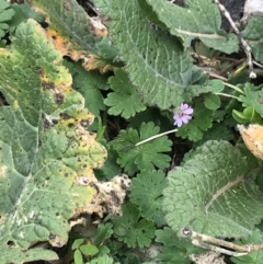 Geranium molle (Dove's-foot Cranesbill) at Jerrabomberra, ACT - 18 Aug 2022 by Tapirlord