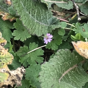 Geranium molle at Jerrabomberra, ACT - 18 Aug 2022 10:47 AM