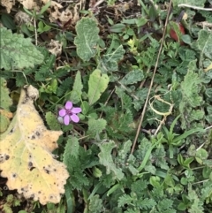 Erodium cicutarium (Common Storksbill, Common Crowfoot) at Jerrabomberra, ACT - 18 Aug 2022 by Tapirlord