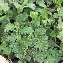 Erodium cicutarium at Jerrabomberra, ACT - 18 Aug 2022 10:47 AM