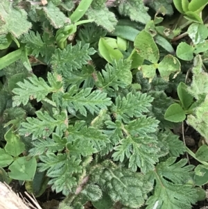 Erodium cicutarium at Jerrabomberra, ACT - 18 Aug 2022 10:47 AM