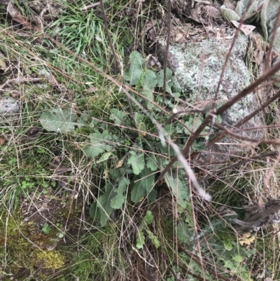Hirschfeldia incana (Buchan Weed) at Jerrabomberra, ACT - 18 Aug 2022 by Tapirlord