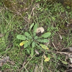 Hirschfeldia incana at Jerrabomberra, ACT - 18 Aug 2022