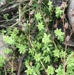 Galium murale (Small Bedstraw) at Mount Mugga Mugga - 18 Aug 2022 by Tapirlord