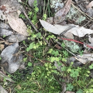 Galium murale at Jerrabomberra, ACT - 18 Aug 2022