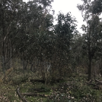 Eucalyptus albens (White Box) at Jerrabomberra, ACT - 18 Aug 2022 by Tapirlord