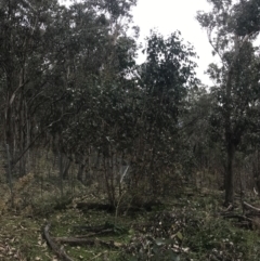 Eucalyptus albens (White Box) at Mount Mugga Mugga - 18 Aug 2022 by Tapirlord