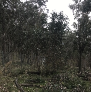 Eucalyptus albens at Jerrabomberra, ACT - 18 Aug 2022