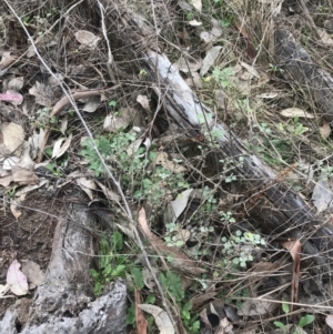 Marrubium vulgare at Symonston, ACT - 18 Aug 2022 10:39 AM