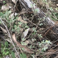 Marrubium vulgare at Symonston, ACT - 18 Aug 2022 10:39 AM