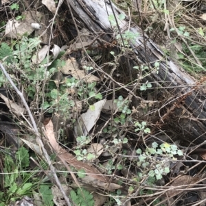 Marrubium vulgare at Symonston, ACT - 18 Aug 2022 10:39 AM