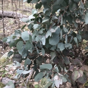 Eucalyptus albens at Jerrabomberra, ACT - 18 Aug 2022 10:35 AM