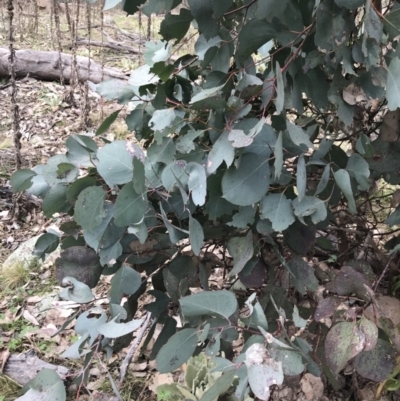 Eucalyptus albens (White Box) at Mount Mugga Mugga - 18 Aug 2022 by Tapirlord