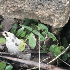 Glycine tabacina at Jerrabomberra, ACT - 18 Aug 2022 10:34 AM