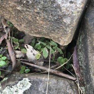 Glycine tabacina at Jerrabomberra, ACT - 18 Aug 2022 10:34 AM