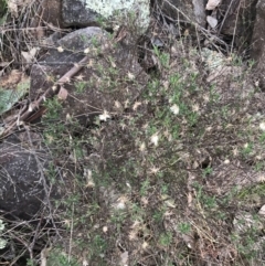 Vittadinia cuneata (Fuzzweed, New Holland Daisy) at Mount Mugga Mugga - 18 Aug 2022 by Tapirlord