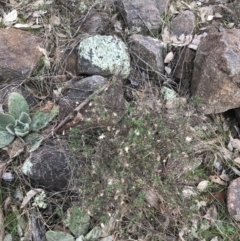 Vittadinia cuneata at Jerrabomberra, ACT - 18 Aug 2022