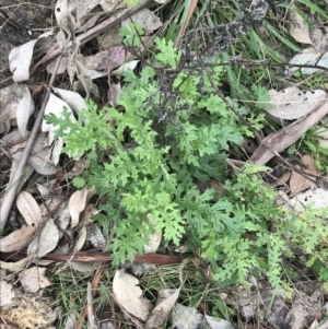 Senecio bathurstianus at Jerrabomberra, ACT - 18 Aug 2022