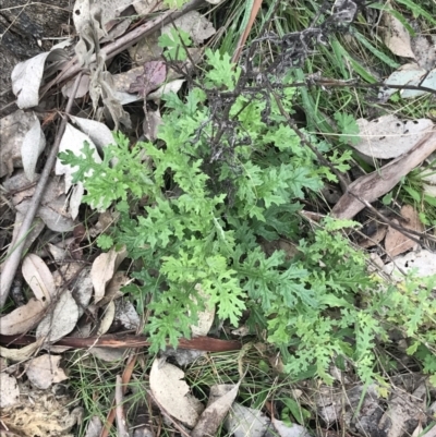 Senecio bathurstianus (Rough Fireweed) at Jerrabomberra, ACT - 18 Aug 2022 by Tapirlord