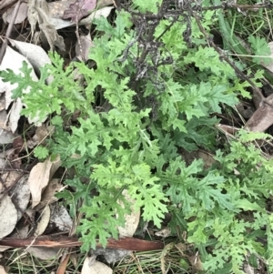 Senecio bathurstianus at Jerrabomberra, ACT - 18 Aug 2022