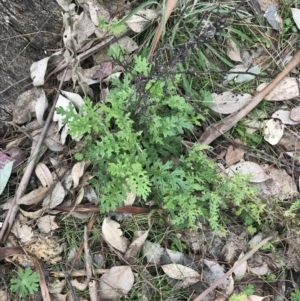 Senecio bathurstianus at Jerrabomberra, ACT - 18 Aug 2022