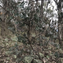 Eucalyptus albens (White Box) at Mount Mugga Mugga - 18 Aug 2022 by Tapirlord