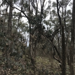 Eucalyptus albens at Jerrabomberra, ACT - 18 Aug 2022 10:33 AM