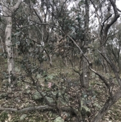 Eucalyptus albens at Jerrabomberra, ACT - 18 Aug 2022