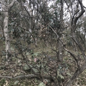 Eucalyptus albens at Jerrabomberra, ACT - 18 Aug 2022