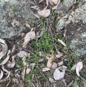 Lysimachia arvensis at Jerrabomberra, ACT - 18 Aug 2022