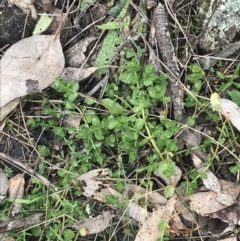 Lysimachia arvensis at Jerrabomberra, ACT - 18 Aug 2022