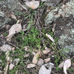 Lysimachia arvensis at Jerrabomberra, ACT - 18 Aug 2022