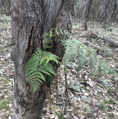 Pteridium esculentum (Bracken) at Jerrabomberra, ACT - 18 Aug 2022 by Tapirlord