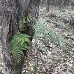 Pteridium esculentum at Jerrabomberra, ACT - 18 Aug 2022