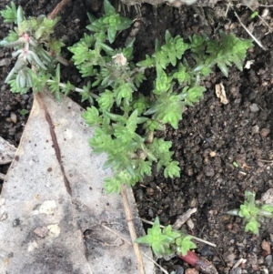 Crassula sieberiana at Jerrabomberra, ACT - 18 Aug 2022