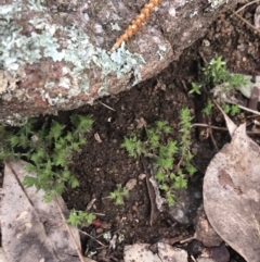 Crassula sieberiana at Jerrabomberra, ACT - 18 Aug 2022