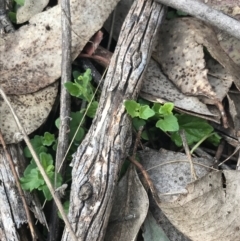 Scutellaria humilis at Jerrabomberra, ACT - 18 Aug 2022