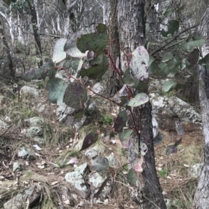 Eucalyptus albens at Jerrabomberra, ACT - 18 Aug 2022