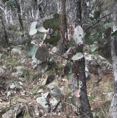 Eucalyptus albens (White Box) at Mount Mugga Mugga - 18 Aug 2022 by Tapirlord