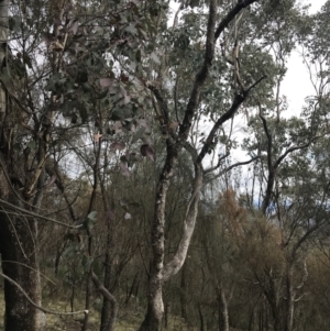 Eucalyptus albens at Jerrabomberra, ACT - 18 Aug 2022