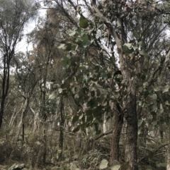 Eucalyptus albens at Jerrabomberra, ACT - 18 Aug 2022 10:27 AM